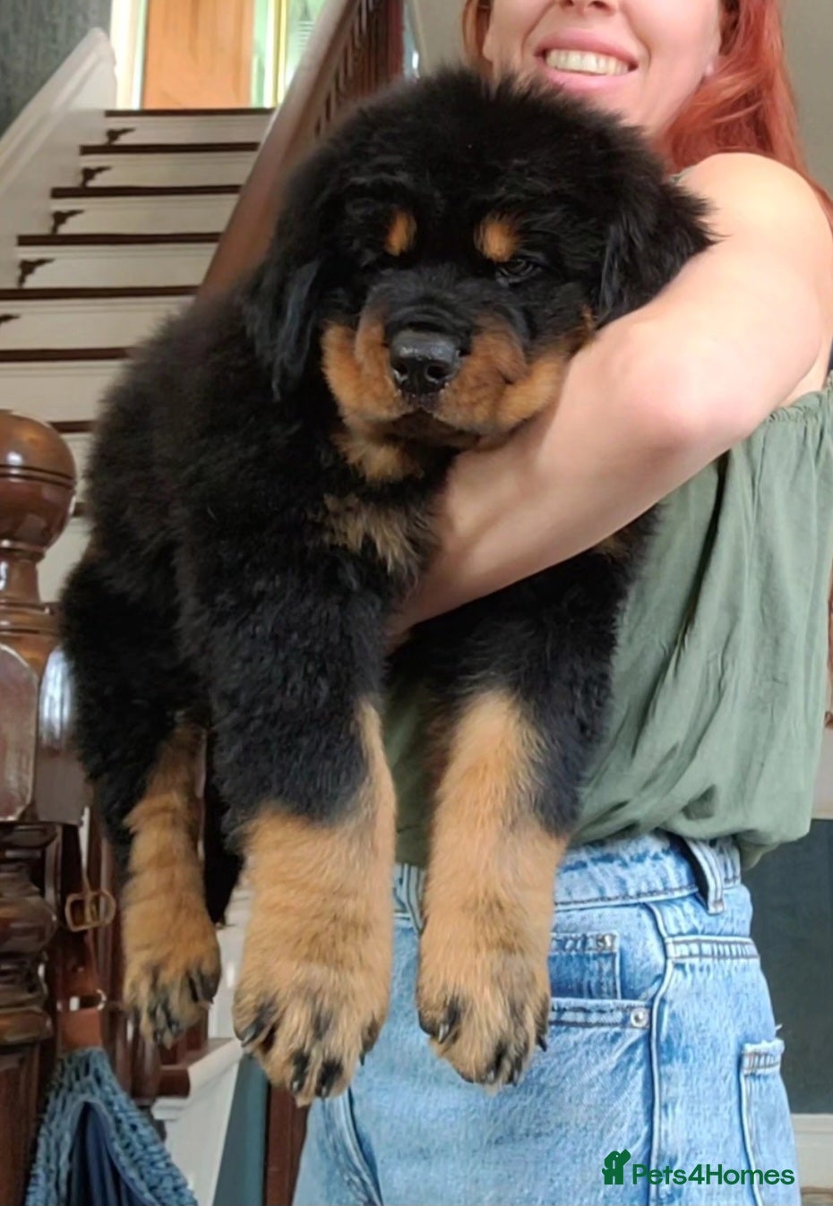 Rottweiler dogs Long Haired Fluffy Rottie Pups. Full Health Tested - Advert 1