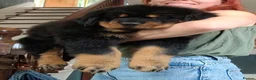 Rottweiler dogs for sale: Long Haired Fluffy Rottie Pups. Full Health Tested - Advert 4
