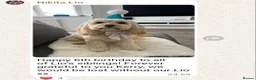 Cavapoo dogs for sale: Health tested Standard (cuddle) Cavapoos - Advert 23
