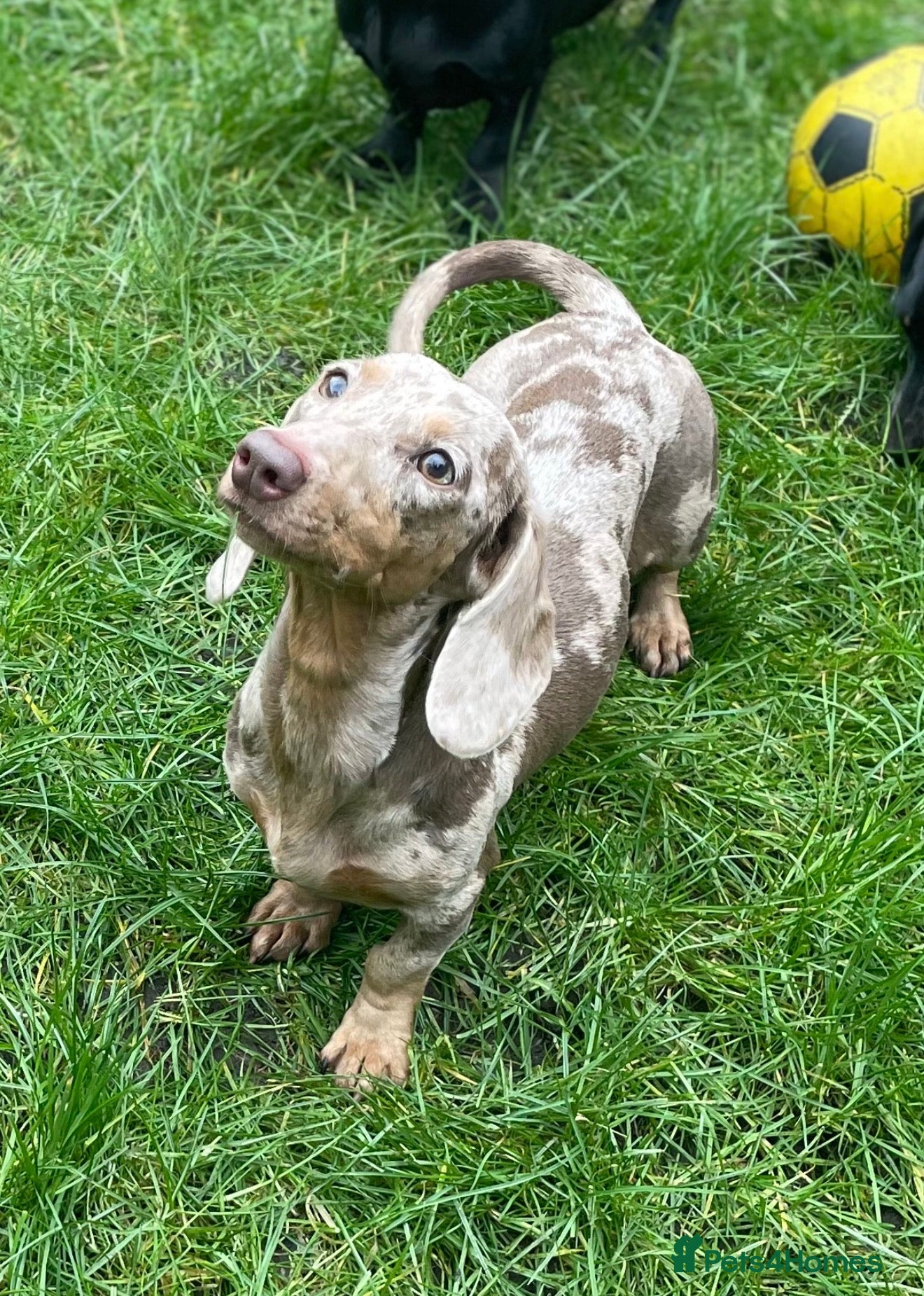 Miniature Dachshund dogs Beautiful dapple miniature dachshund  - Advert 1