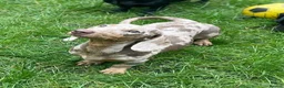 Miniature Dachshund dogs for sale: Beautiful dapple miniature dachshund  - Advert 1
