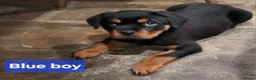 Rottweiler dogs for sale: Chunky Rottweiler Puppies - Advert 5