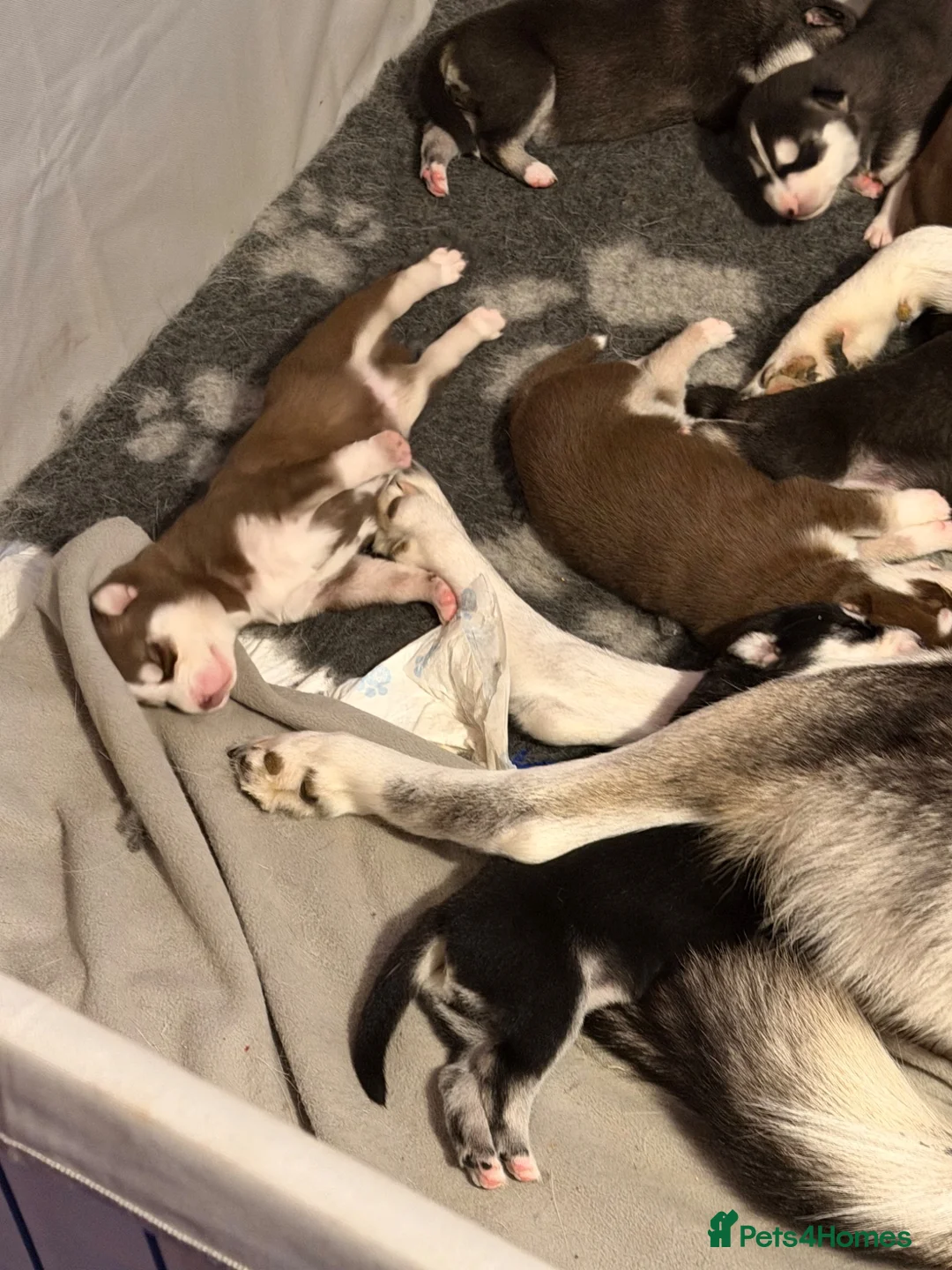 Siberian Husky dogs for sale: Siberian Husky Puppies  - Advert 27