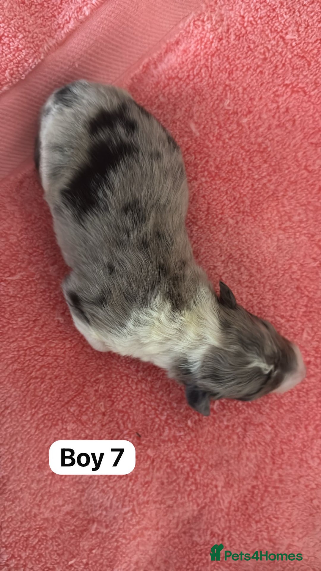 Border Collie dogs for sale: 10 border collies for sale  - Image 19