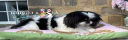 Pekingese dogs for sale: 1 year old kc female - Advert 11
