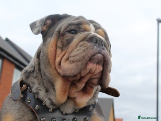 English Bulldog dogs in Birmingham - Advert 21