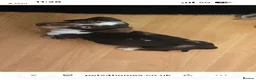 Miniature Dachshund dogs for sale: Two miniature dachshunds - Advert 6