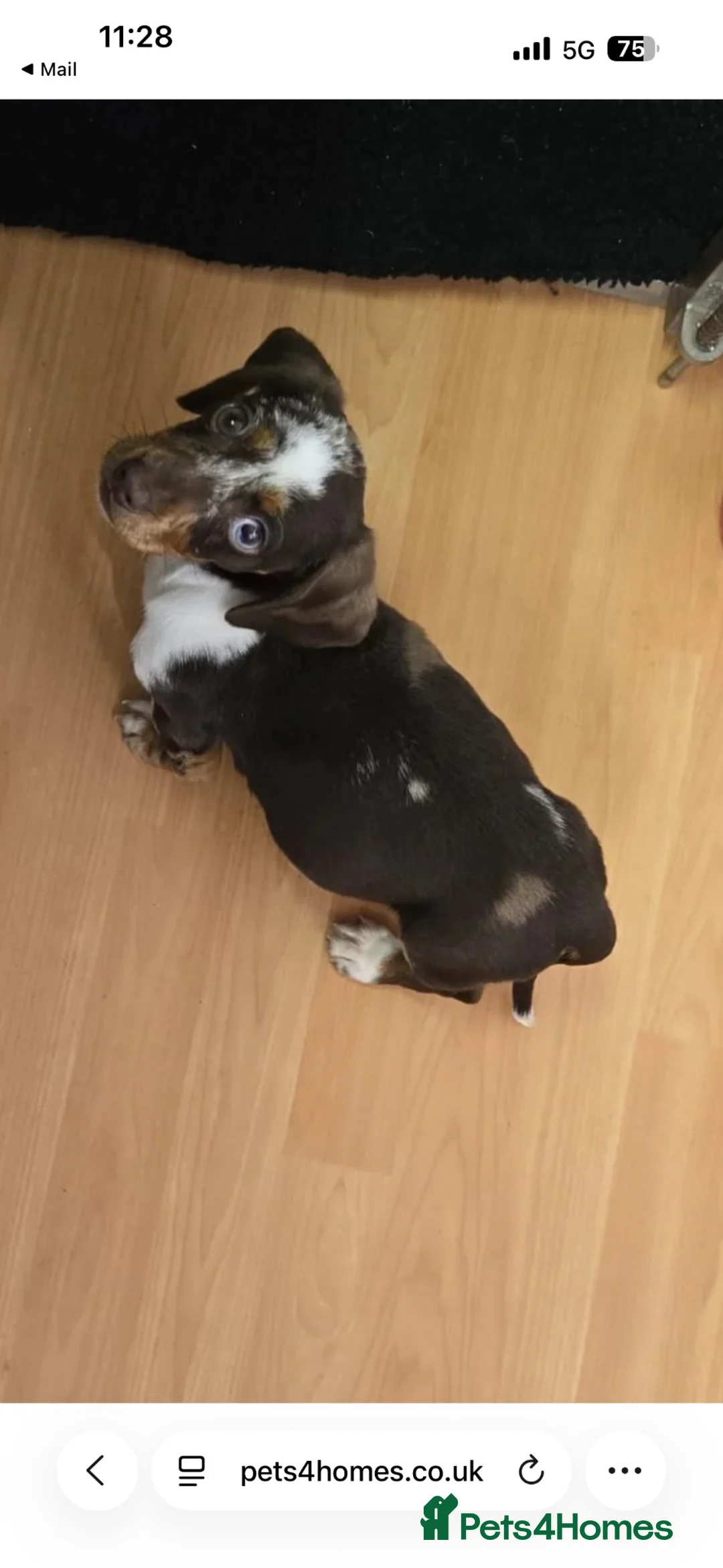 Miniature Dachshund dogs for sale: Two miniature dachshunds - Advert 6