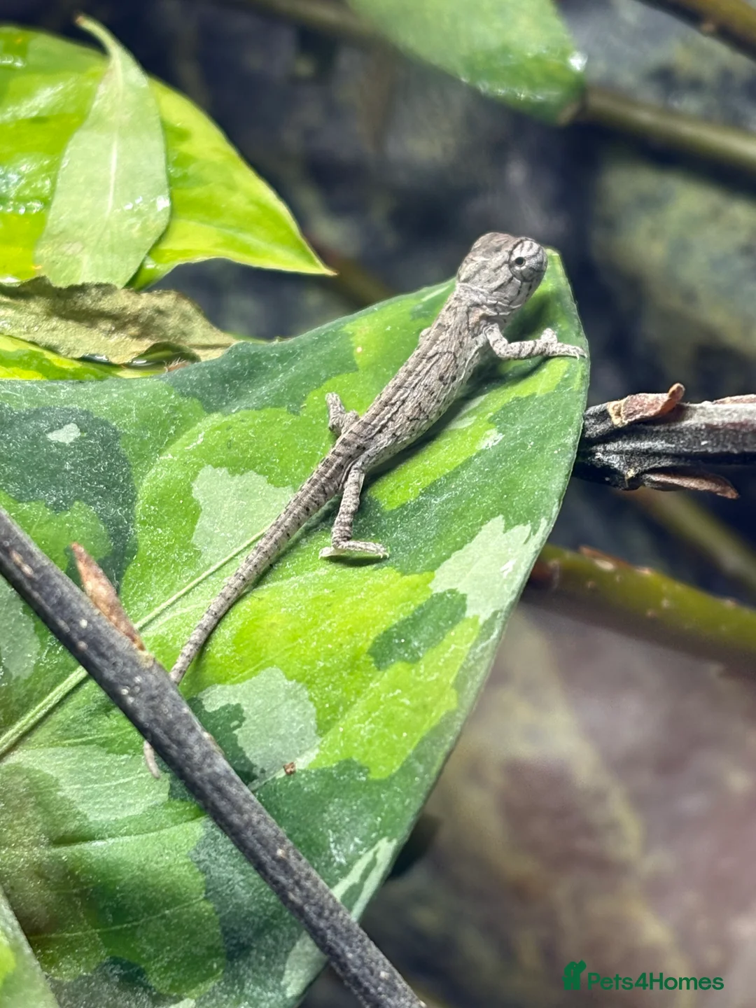 Chameleon reptiles for sale: Carpet Chameleons (Furcifer Lateralis) - Advert 2