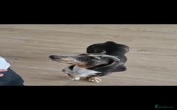 Miniature Dachshund dogs for stud: STUD  - Image 2