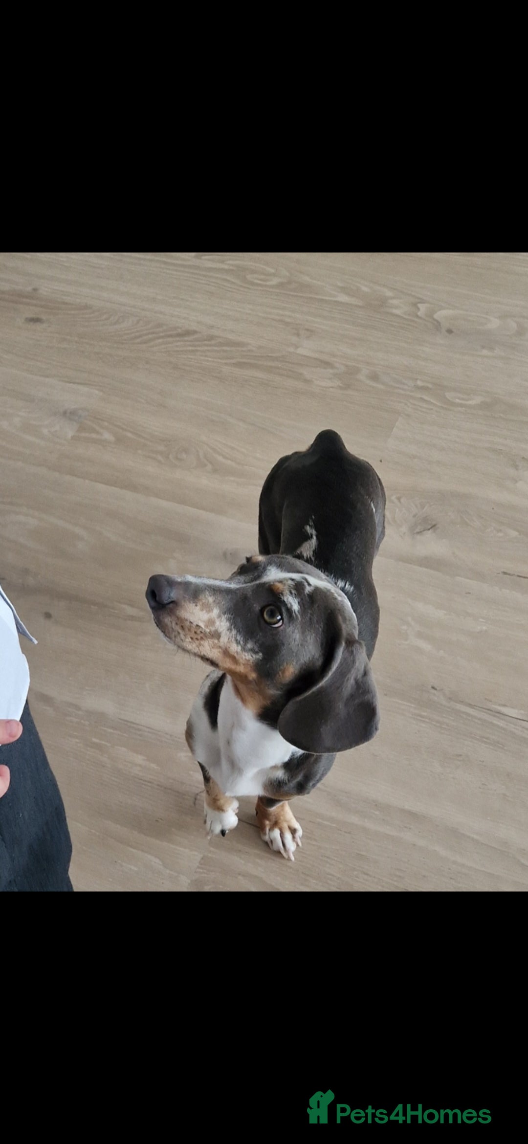 Miniature Dachshund dogs for stud: STUD  - Image 2