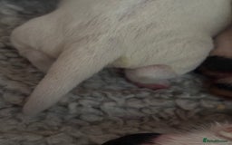 Jack Russell dogs for sale: Beautiful, big and healthy jack Russell pups - Image 20