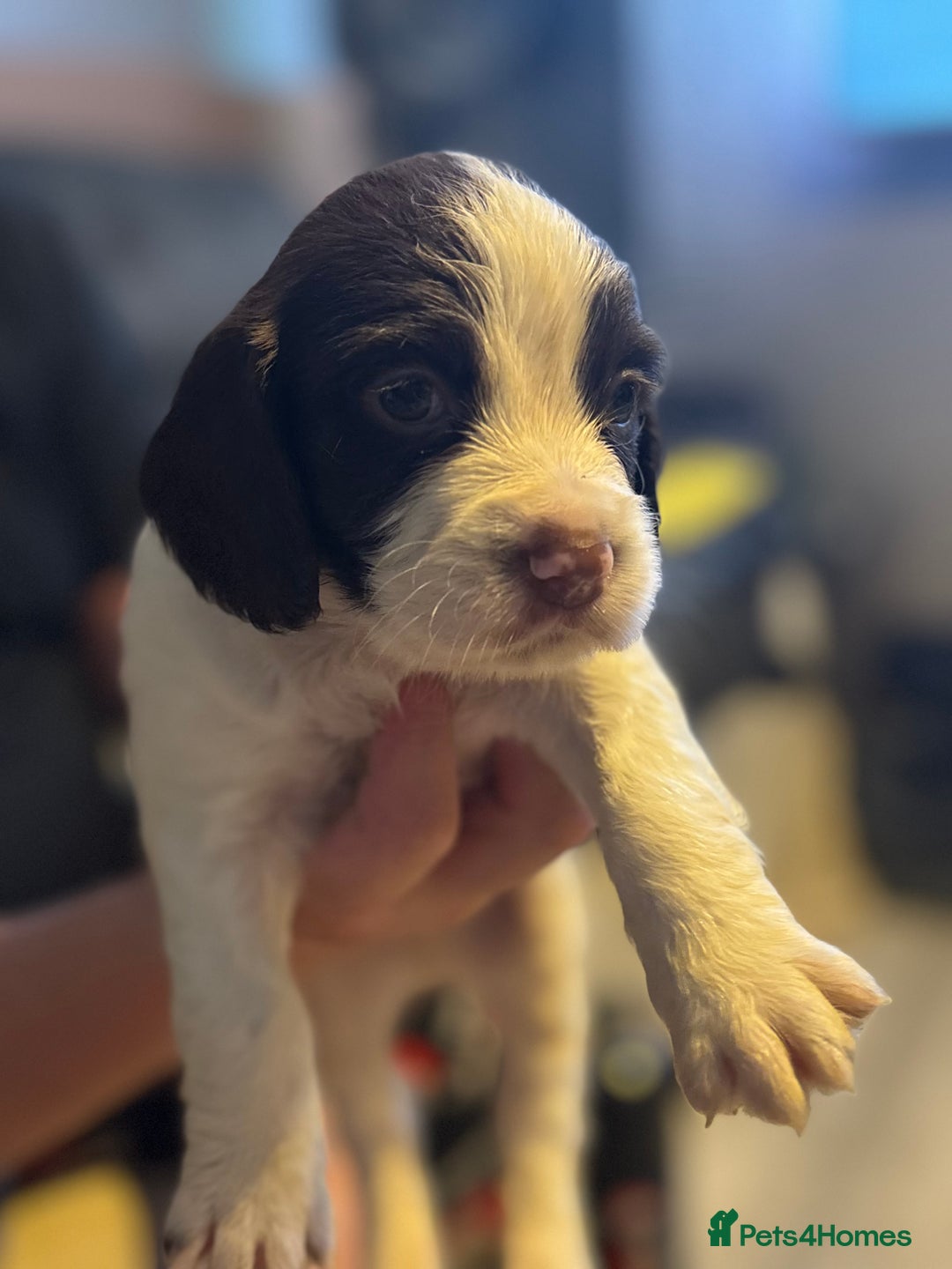 English Springer Spaniel dogs for sale: English Springer Spaniel Puppies  - Advert 12