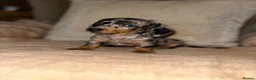 Miniature Dachshund dogs for sale: Miniature dashaund puppy’s ready now  - Advert 1