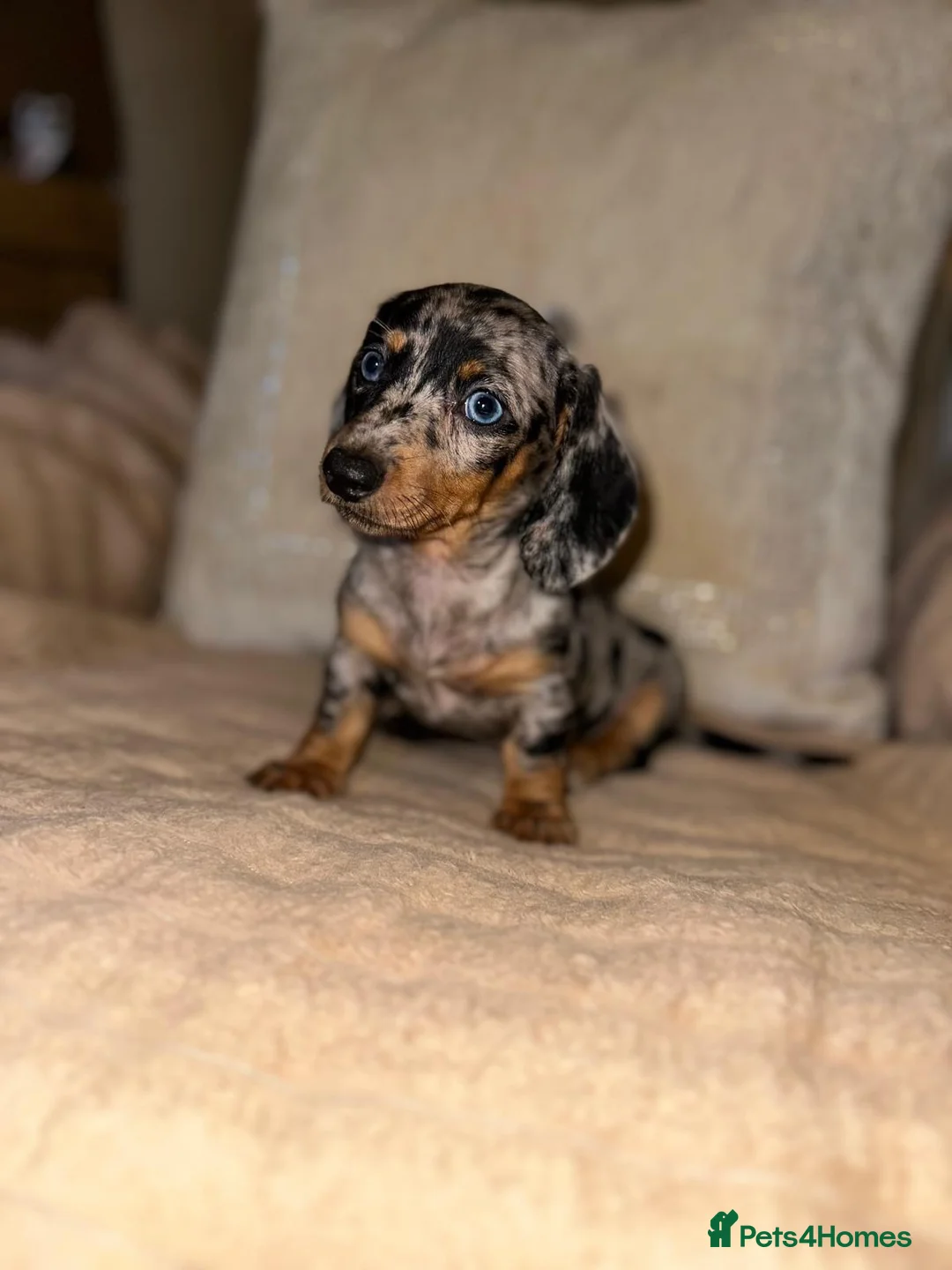 Miniature Dachshund dogs for sale: Miniature dashaund puppy’s ready now  - Advert 1