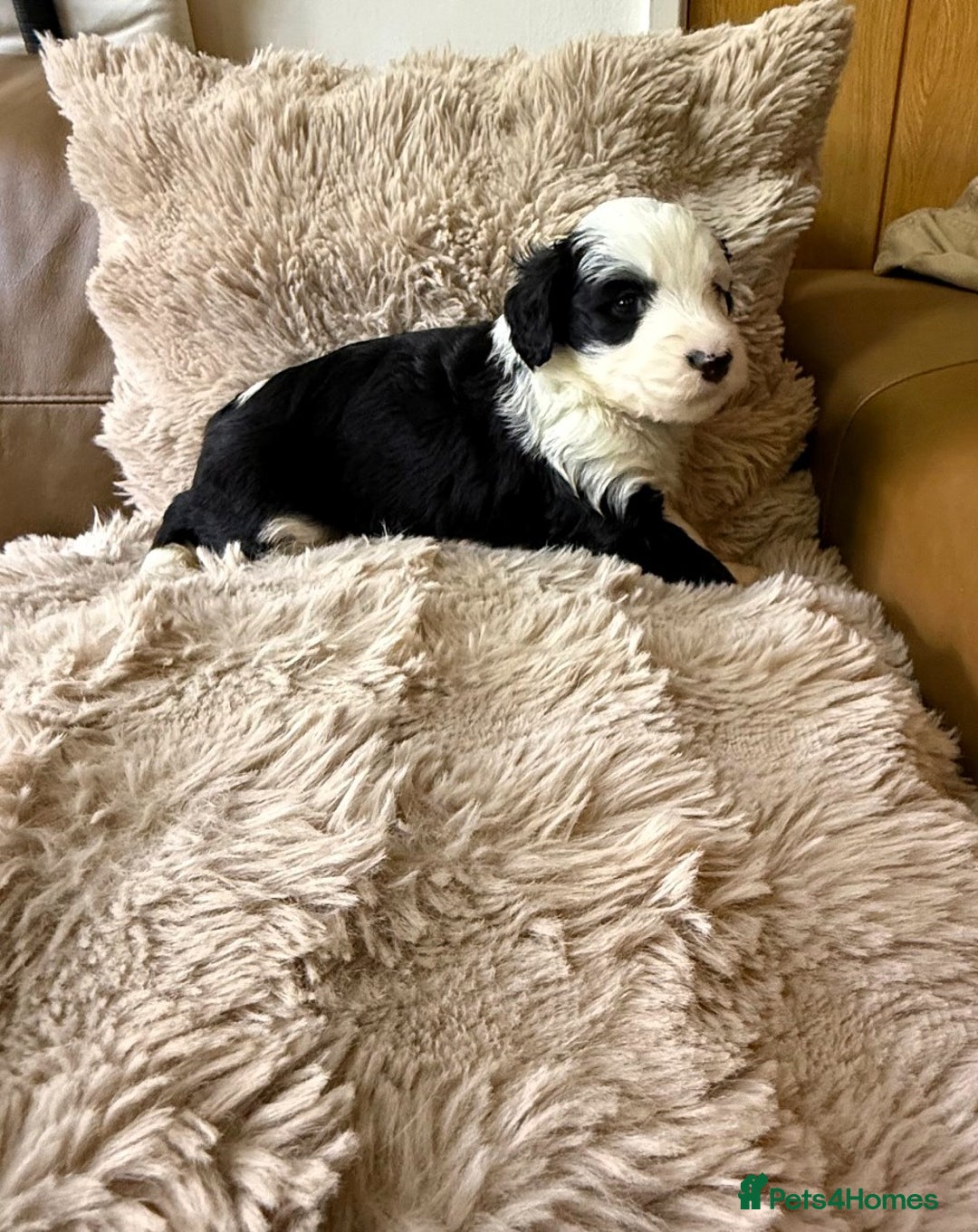 Mixed Breed dogs for sale: Golden Sheepadoodle Pups 3 Male 5 Female - Image 3