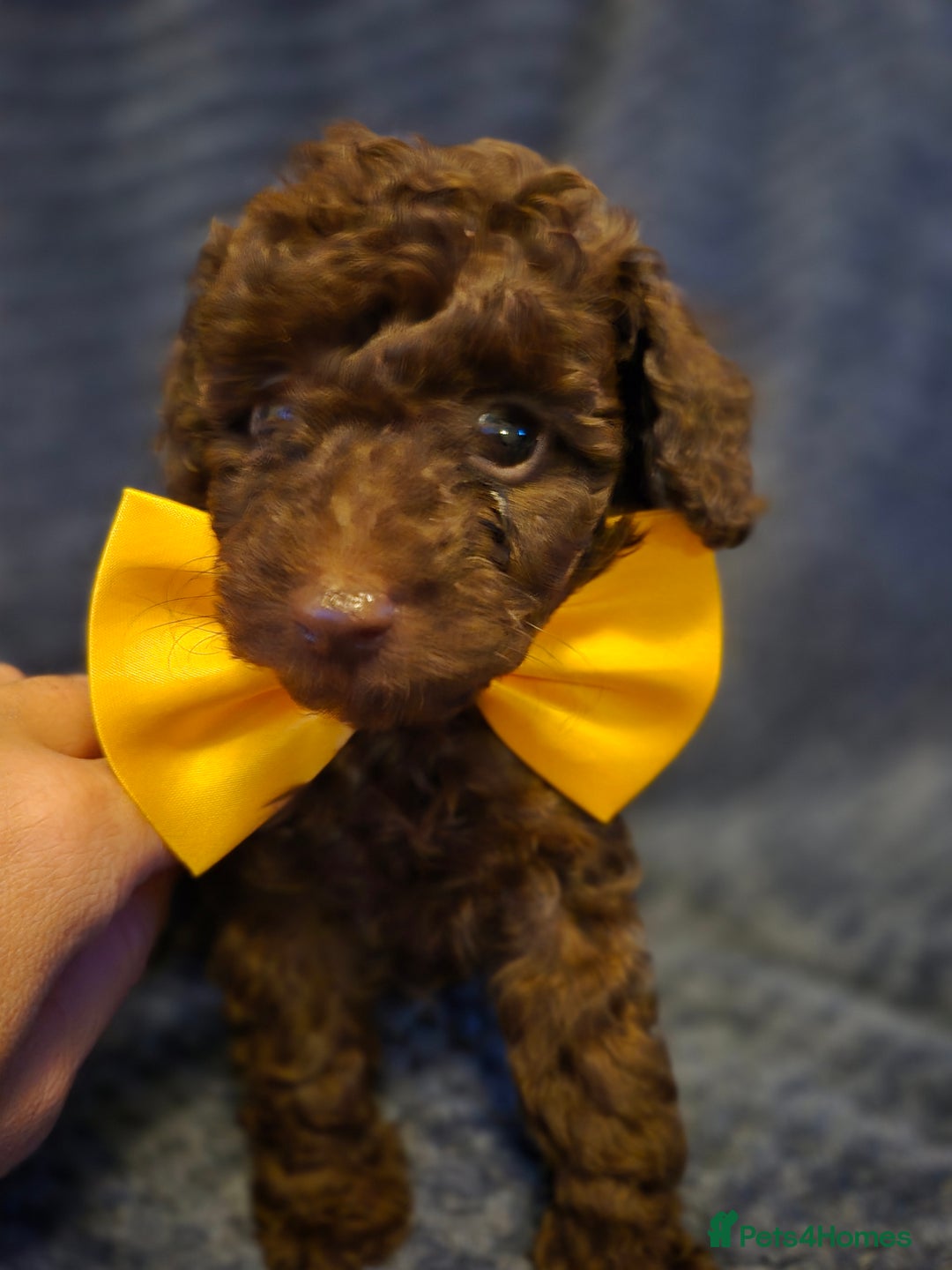 Toy Poodle dogs for sale: Toypoodle  - Image 2