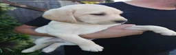 Labrador Retriever dogs for sale: 🐾 Labrador Puppies for Sale 🐾 in Folkestone - Advert 27