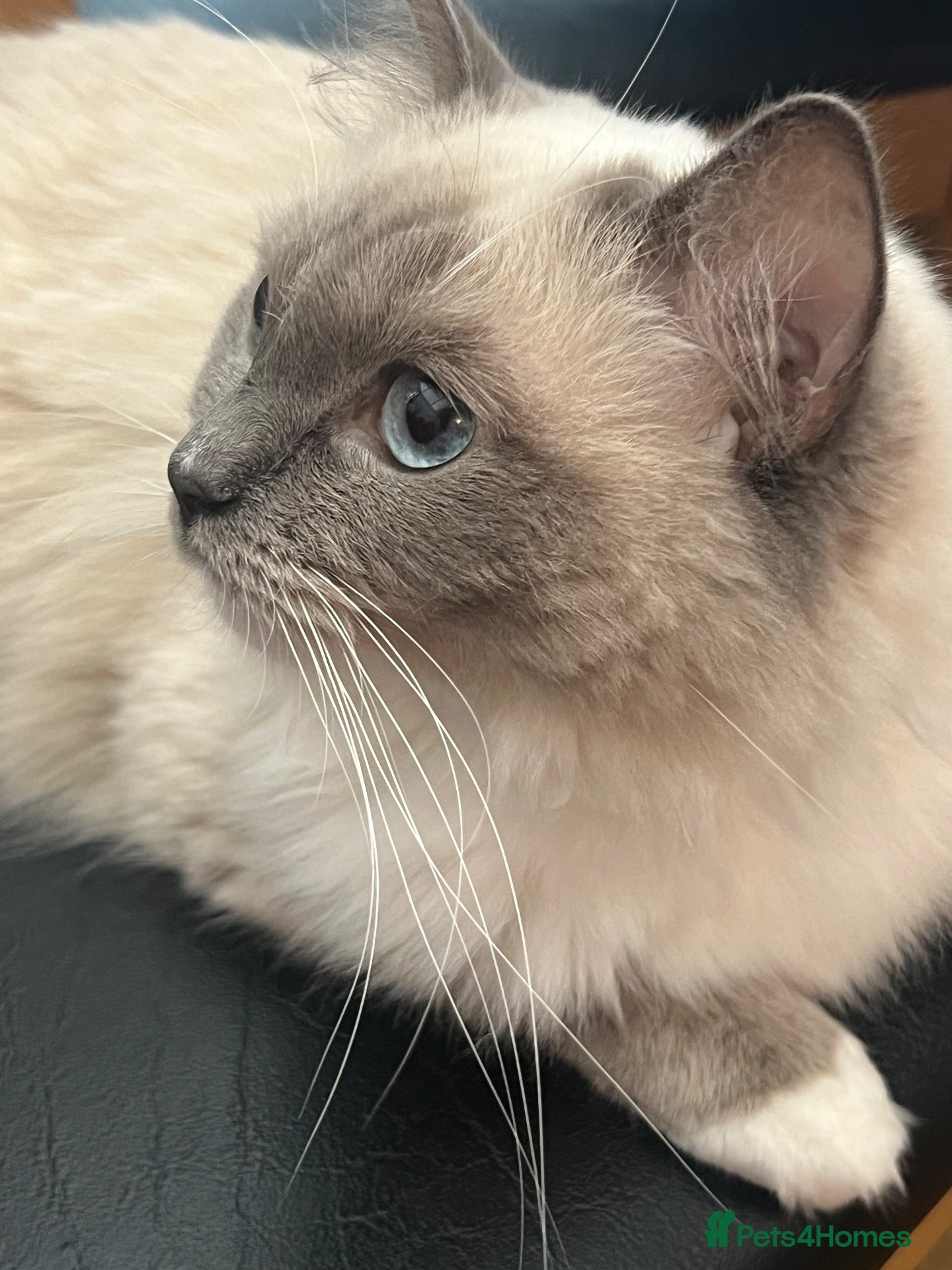 Ragdoll cats Ragdoll with blue eyes and mitten paws. - Advert 4