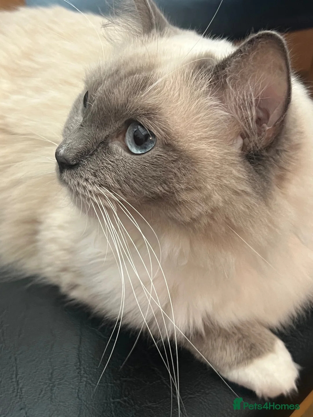 Ragdoll cats for sale: Ragdoll with blue eyes and mitten paws. in Chigwell - Advert 1
