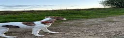 Whippet dogs for sale: EUROPEAN KC BRINDLE WHIPPET - Advert 11