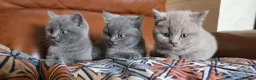 British Shorthair cats for sale: Pedigree BSH short hair kittens for sale - Advert 1