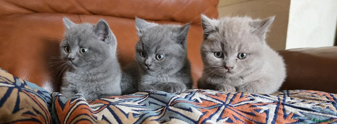 British Shorthair cats for sale: Pedigree BSH short hair kittens for sale - Advert 1