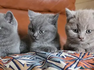 British Shorthair cats Pedigree BSH short hair kittens for sale - Advert 1