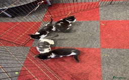 Mixed Breed cats for sale: 5 beautiful kittens ready for new homes - Image 5