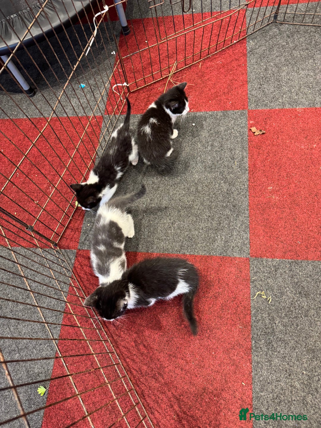 Mixed Breed cats for sale: 5 beautiful kittens ready for new homes - Image 5