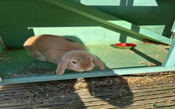 English Lop rabbits for sale: Male rabbit to go to 5* home  - Advert 5