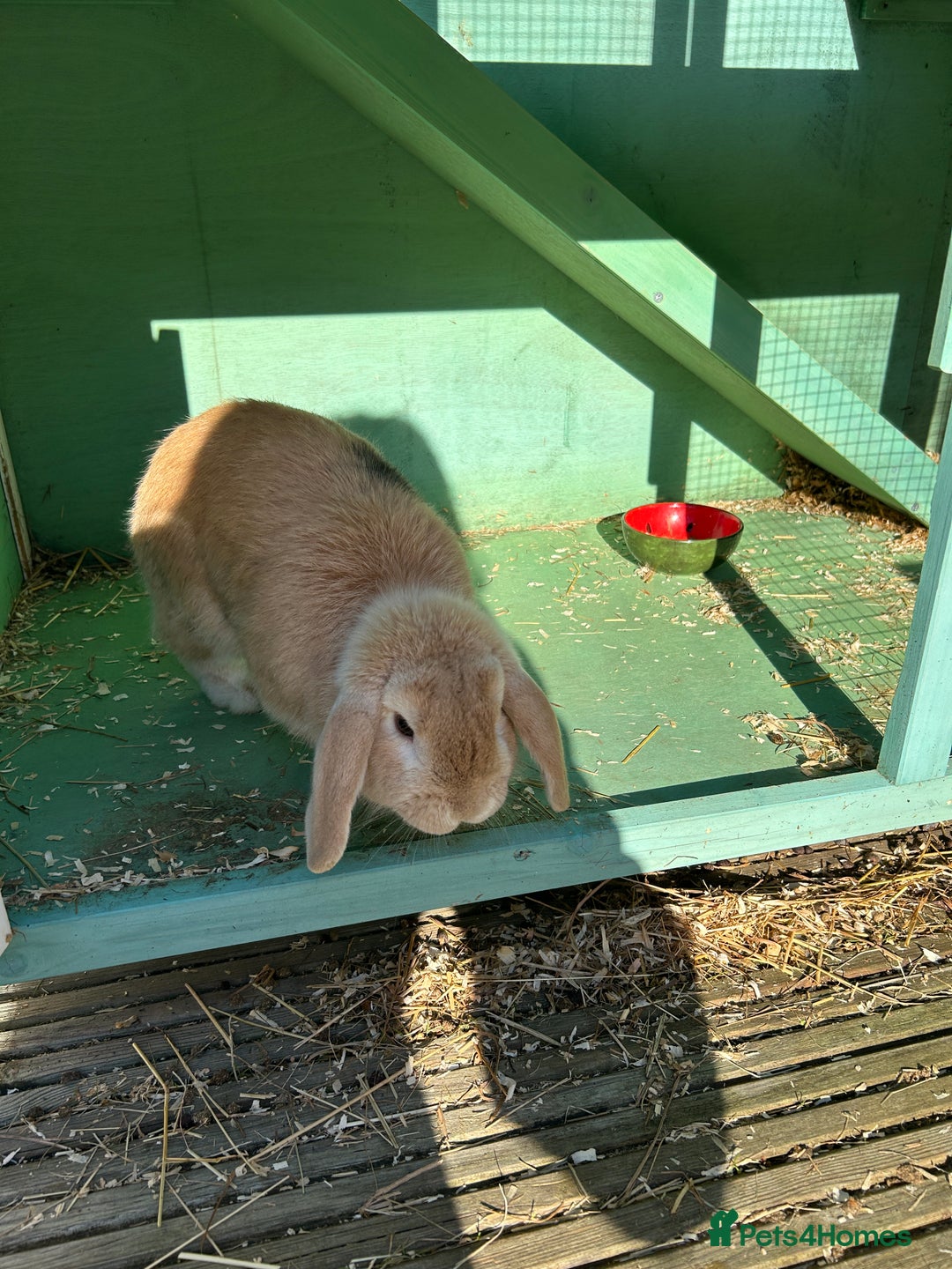 English Lop rabbits for sale: Male rabbit to go to 5* home  - Advert 5