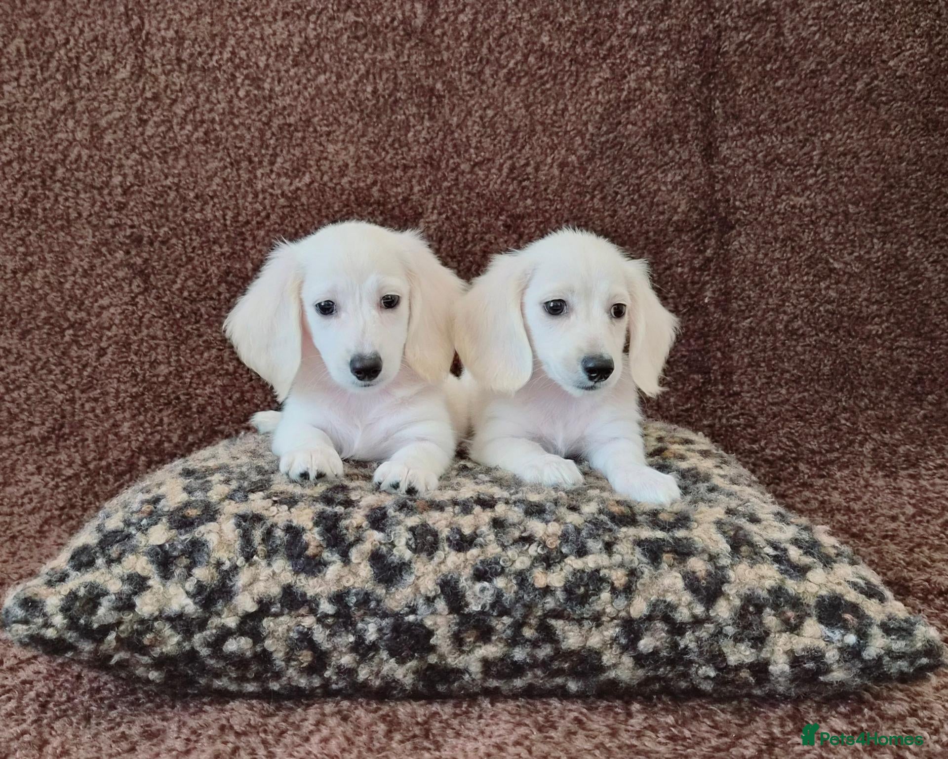 Miniature Dachshund dogs Rare Cream Longcoat Miniature Dachshund Puppies  - Advert 2