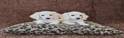 Miniature Dachshund dogs for sale: Rare Cream Longcoat Miniature Dachshund Puppies  - Advert 2