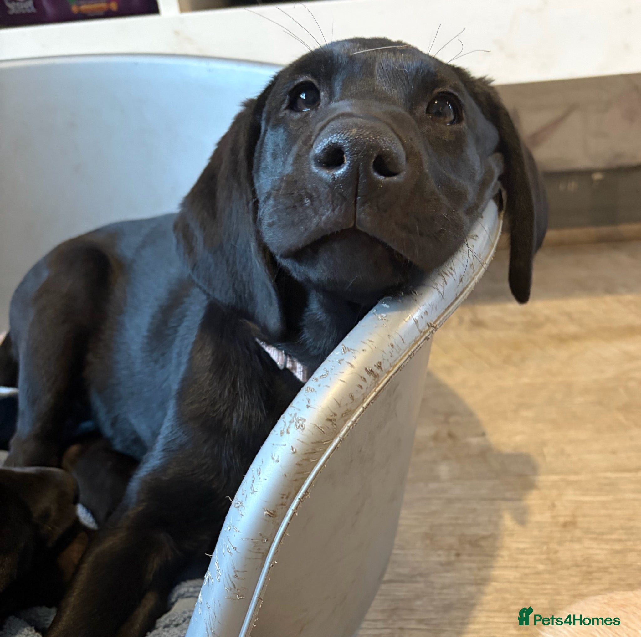 Labrador Retriever dogs *ready now* KC REGISTERED LABRADOR PUPPIES - Advert 2