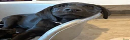 Labrador Retriever dogs for sale: *ready now* KC REGISTERED LABRADOR PUPPIES - Advert 2