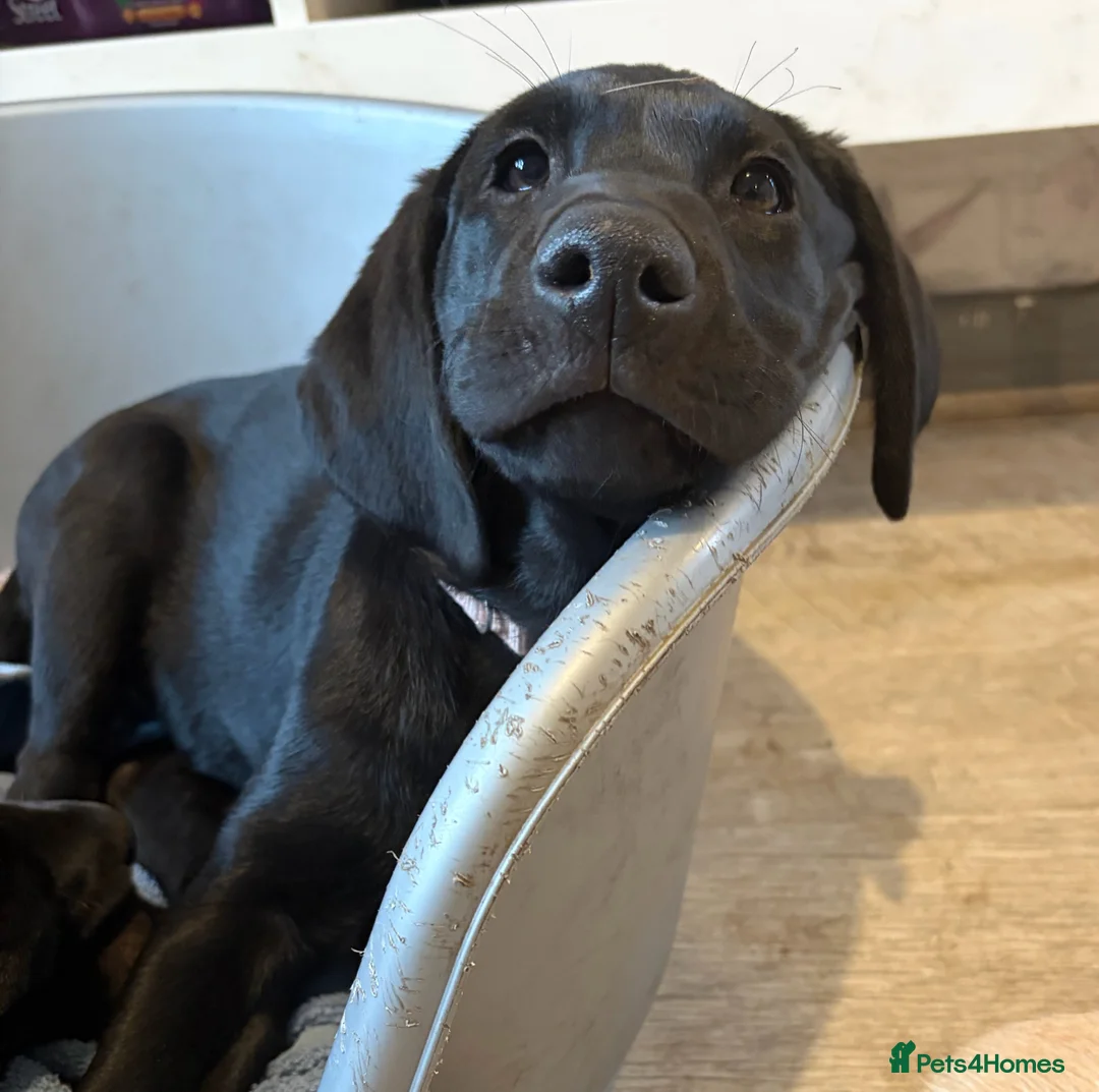 Labrador Retriever dogs for sale: *ready now* KC REGISTERED LABRADOR PUPPIES - Advert 2