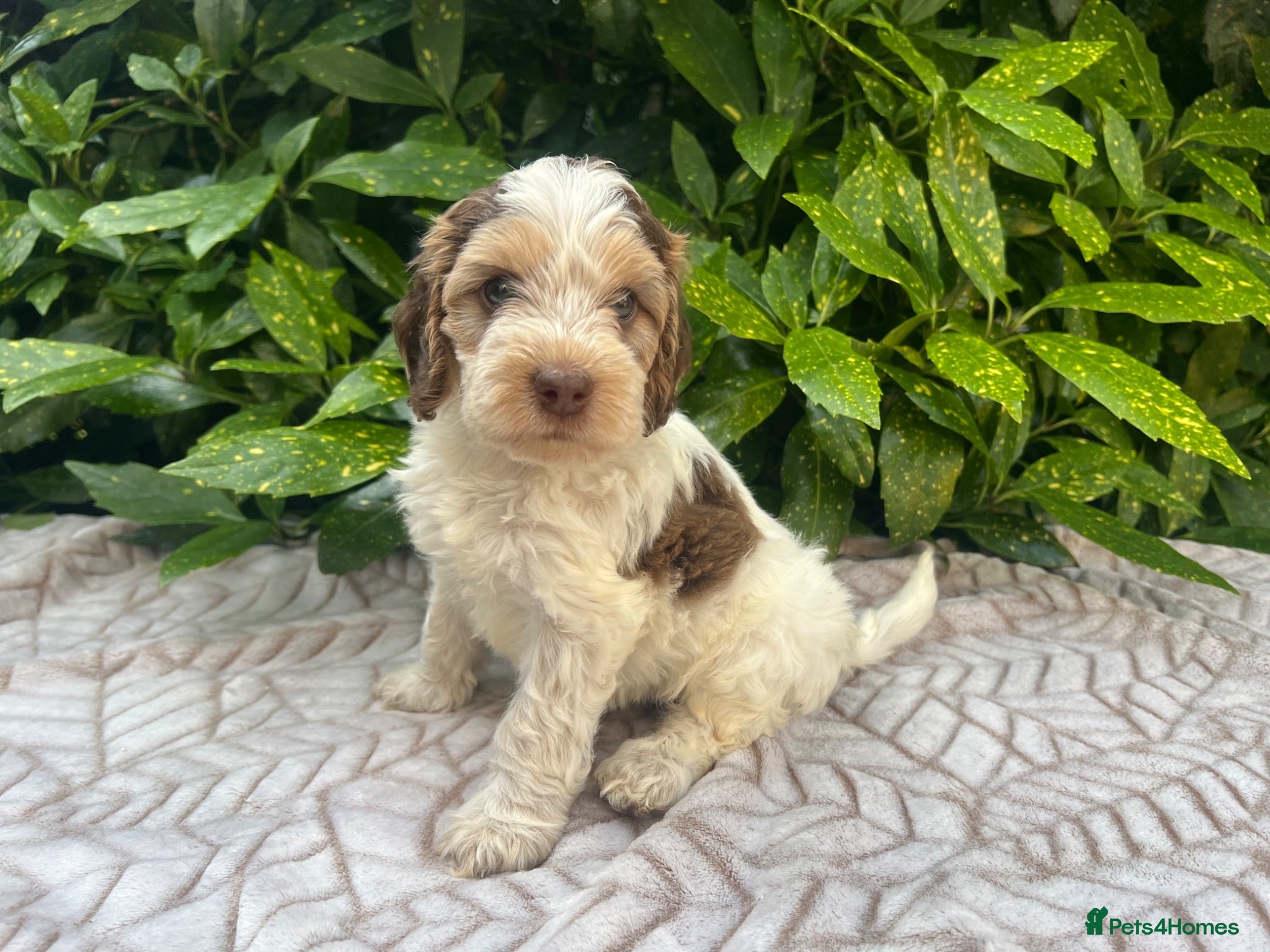 Cockapoo dogs F1 Roan Cockapoo-health tested,full refund guarant - Advert 1