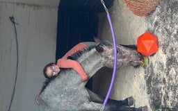 Appaloosa horses for sale: 13.1 hh Appaloosa Mare  - Image 9