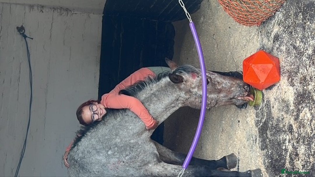 Appaloosa horses for sale: 13.1 hh Appaloosa Mare  - Image 9