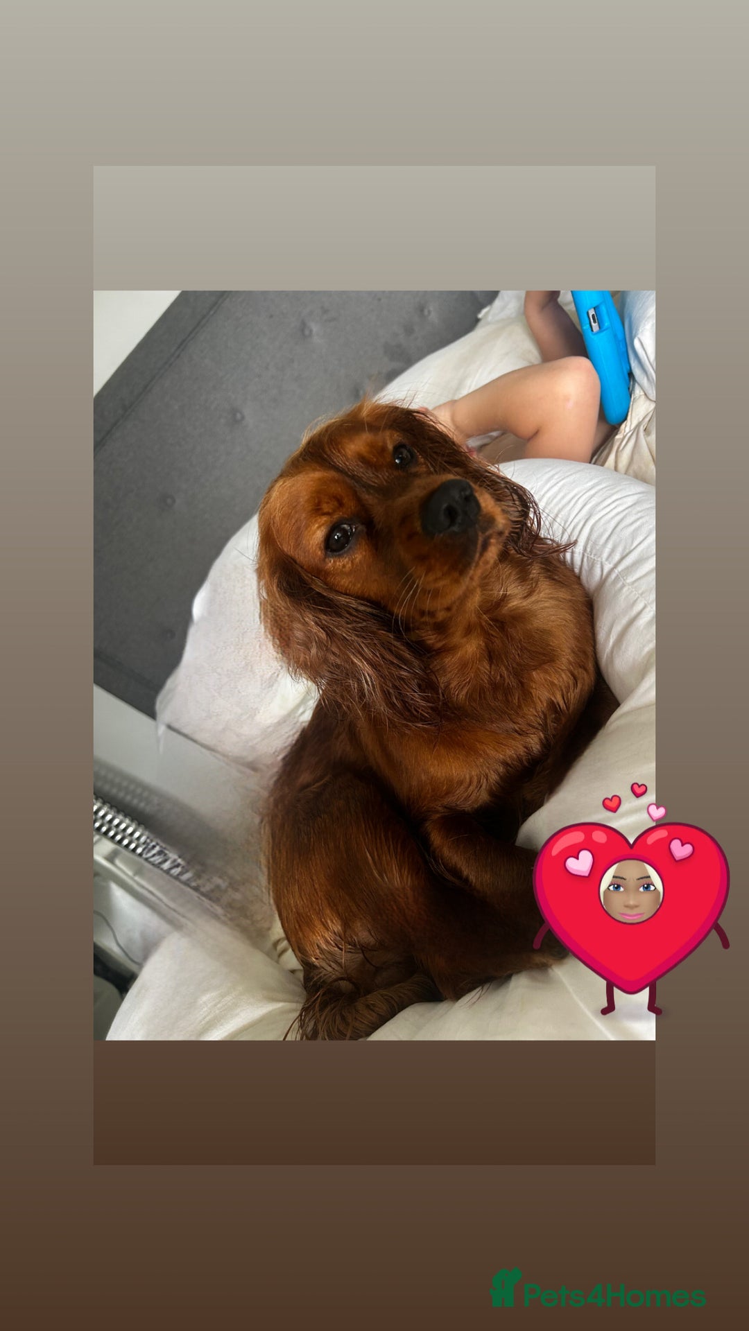 Sprocker dogs for sale: Beautiful little girl left🥰 - Advert 1