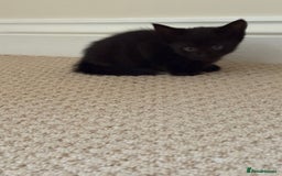 Maine Coon cats for sale: 3 kittens  - Image 2
