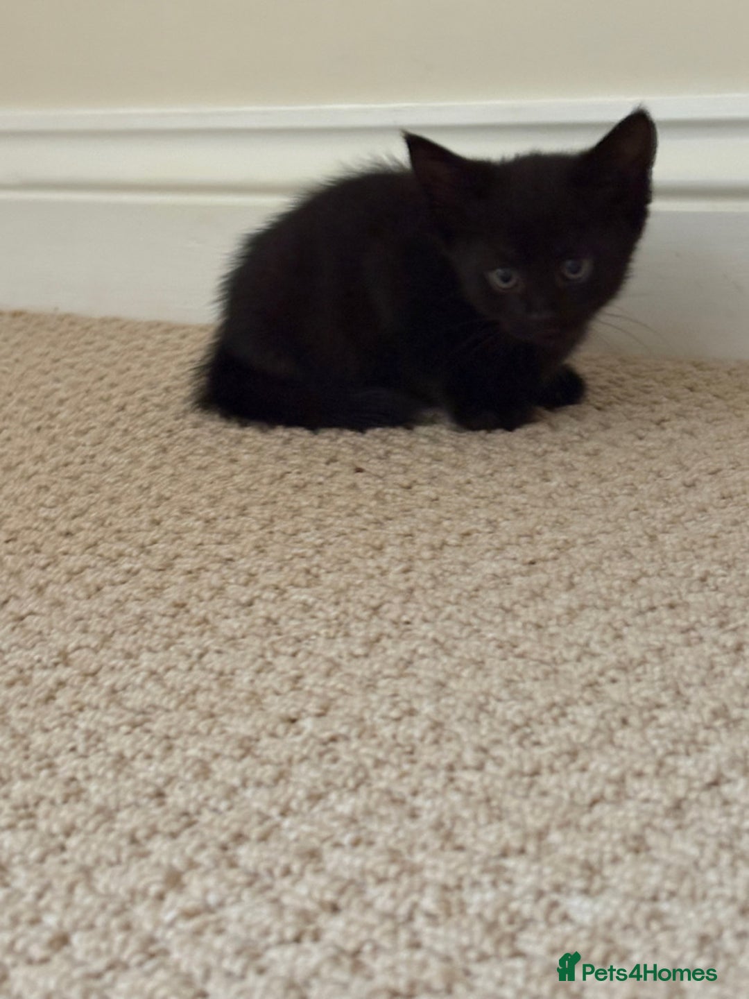 Maine Coon cats for sale: 3 kittens  - Image 2