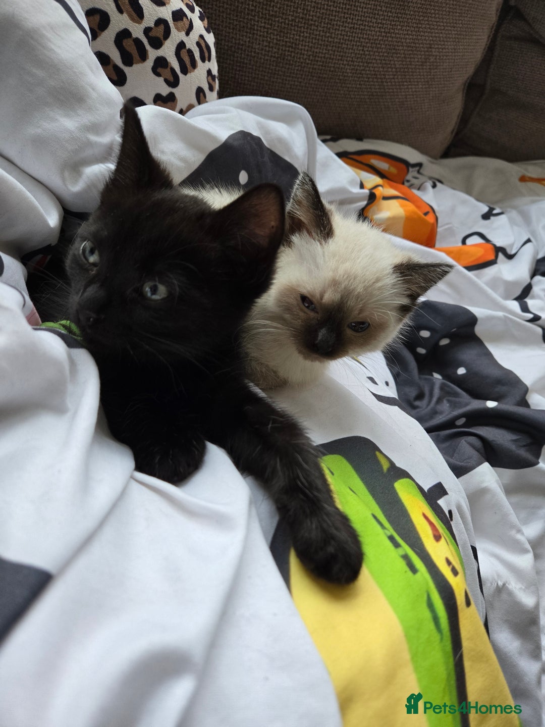 Ragdoll cats for sale: ☯️ Beautiful Yin/Yang pair of ragdoll crosses ☯️ - Advert 4