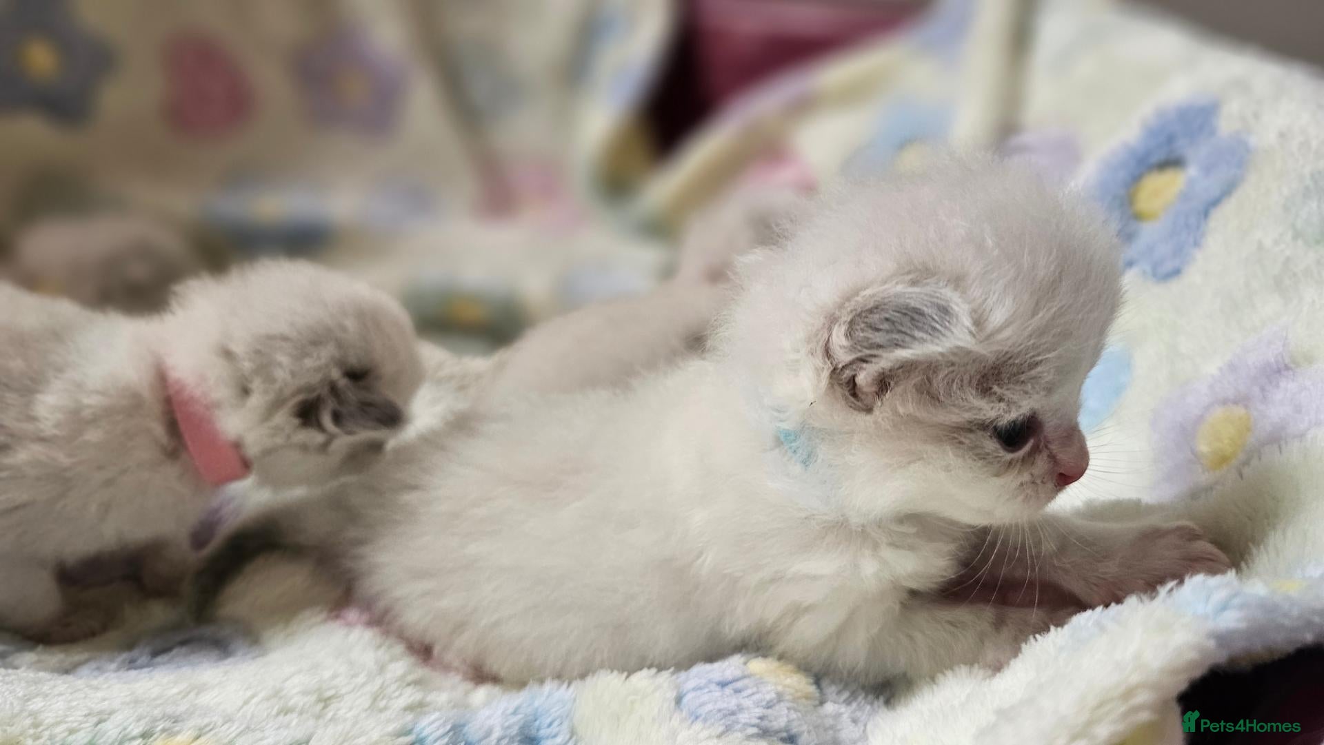 Ragdoll cats for sale: 🏆 GCCF Ragdolls – Championship Bloodlines - Advert 2