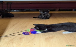 British Longhair cats for sale: Kittens are ready to go  - Image 6