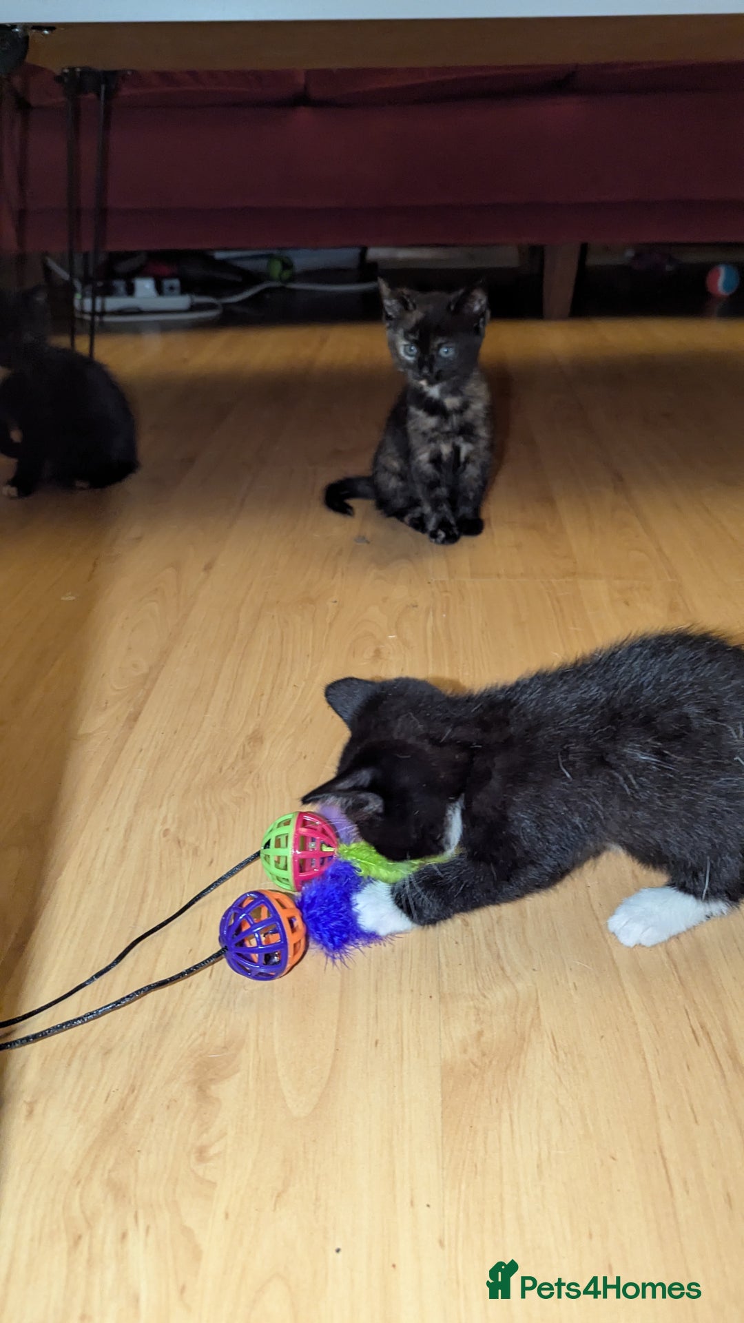 British Longhair cats for sale: Kittens are ready to go  - Image 6
