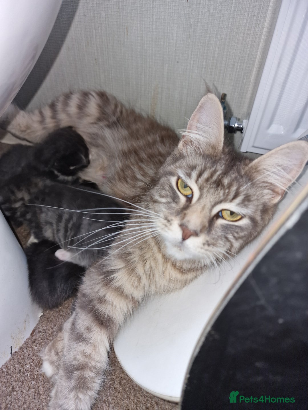 Maine Coon cats for sale: Blue/Silver Tabby Main Coon - Image 7