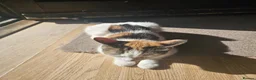 Mixed Breed cats for sale: Cute cat ready for new home - Advert 6