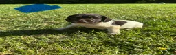 English Springer Spaniel dogs for sale: Springer Spaniel Puppies  - Advert 22